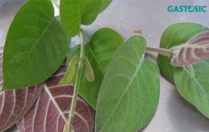 Lá mơ tốt cho trào ngược dạ dày