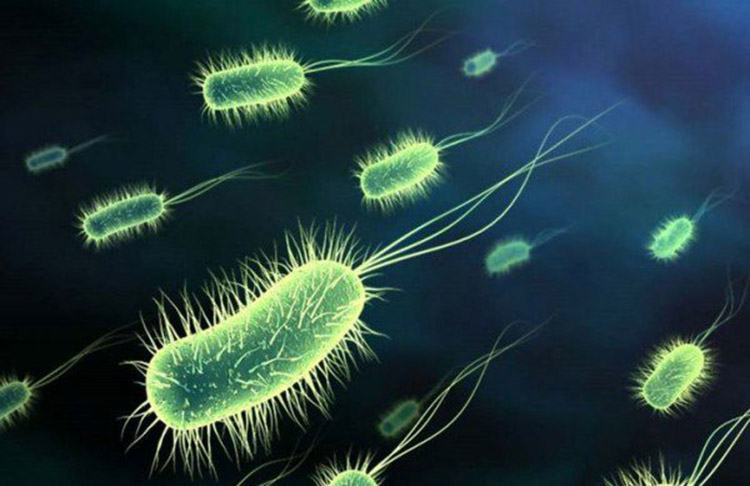 Tái nhiễm vi khuẩn Helicobacter pylori (HP), là một trong những yếu tố chính gây viêm loét dạ dày trở lại.